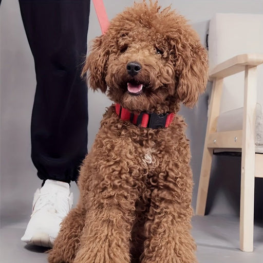 Verlichte hondenhalsband – Verstelbaar – Veilig in het donker - Bivakshop