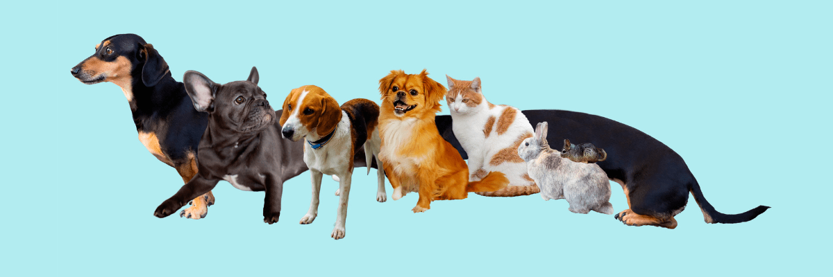 Dier & Natuur - Bivakshop