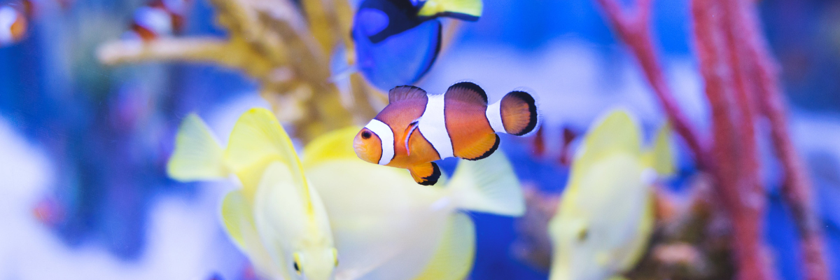 Terrarium & Aquarium Supplies - Bivakshop