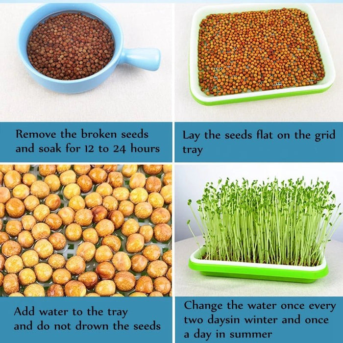 1set Sprout Dish Growing Pot Hydroponic Vegetable Beans Seeding Pot Household Plants Germination Tray Nursery With Lid Kits - Bivakshop