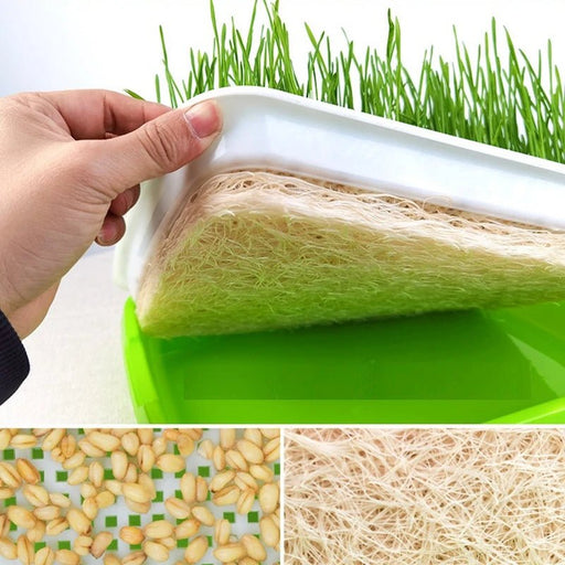 1set Sprout Dish Growing Pot Hydroponic Vegetable Beans Seeding Pot Household Plants Germination Tray Nursery With Lid Kits - Bivakshop