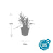 20x Liriope Muscari 'Monroe White' - ↕10–25 cm - Ø9 cm - Winterhard & Onderhoudsarm - Bivakshop