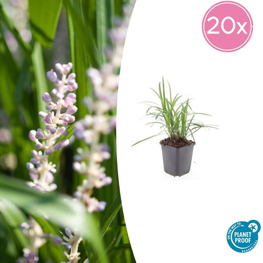 20x Liriope Muscari 'Monroe White' - ↕10–25 cm - Ø9 cm - Winterhard & Onderhoudsarm - Bivakshop