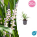 20x Liriope Muscari 'Monroe White' - ↕10–25 cm - Ø9 cm - Winterhard & Onderhoudsarm - Bivakshop