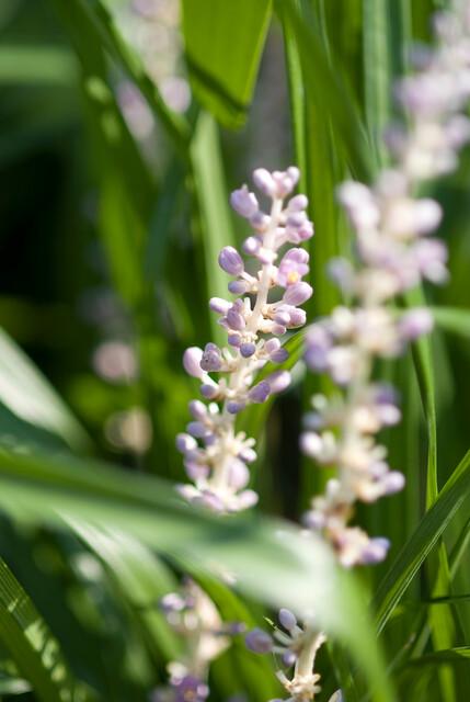 20x Liriope Muscari 'Monroe White' - ↕10–25 cm - Ø9 cm - Winterhard & Onderhoudsarm - Bivakshop