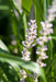 20x Liriope Muscari 'Monroe White' - ↕10–25 cm - Ø9 cm - Winterhard & Onderhoudsarm - Bivakshop