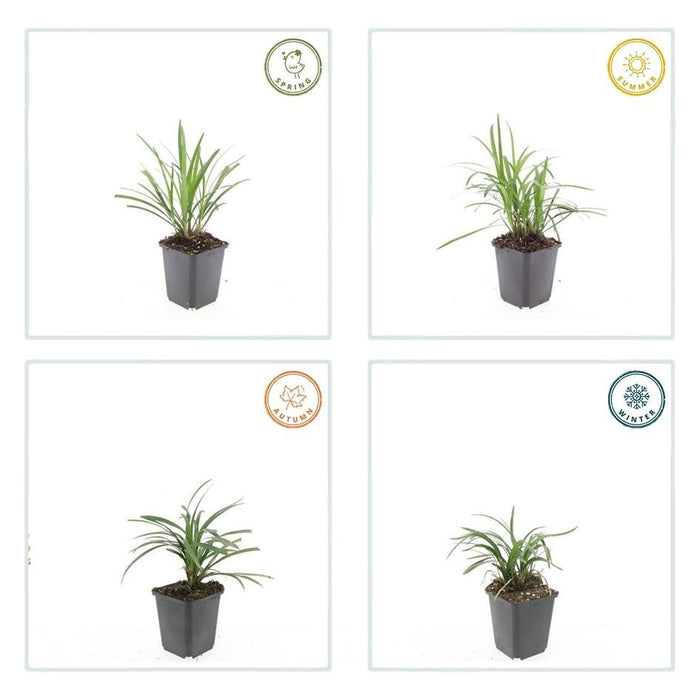 20x Liriope Muscari 'Monroe White' - ↕10–25 cm - Ø9 cm - Winterhard & Onderhoudsarm - Bivakshop