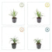 20x Liriope Muscari 'Monroe White' - ↕10–25 cm - Ø9 cm - Winterhard & Onderhoudsarm - Bivakshop