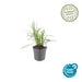 20x Liriope Muscari 'Monroe White' - ↕10–25 cm - Ø9 cm - Winterhard & Onderhoudsarm - Bivakshop
