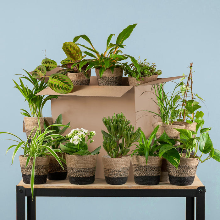 Groene Kneusjesbox (12 Stuks) - Incl. 12 X Pot Lissabon Zwart