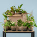 Groene Kneusjesbox (12 Stuks) - Incl. 12 X Pot Lissabon Zwart