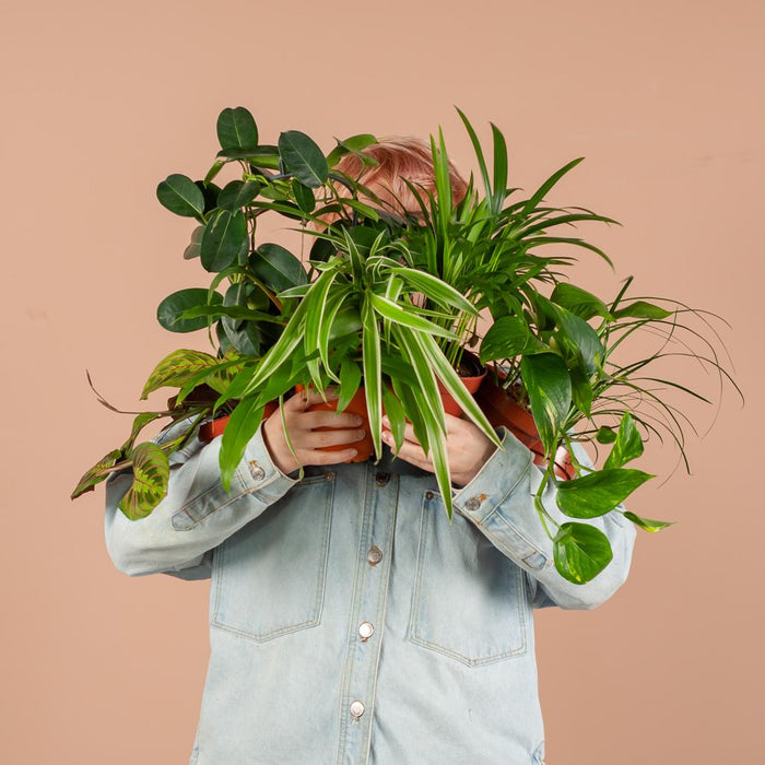 Groene Kneusjesbox (12 Stuks) - Incl. 12 X Pot Lissabon Zwart