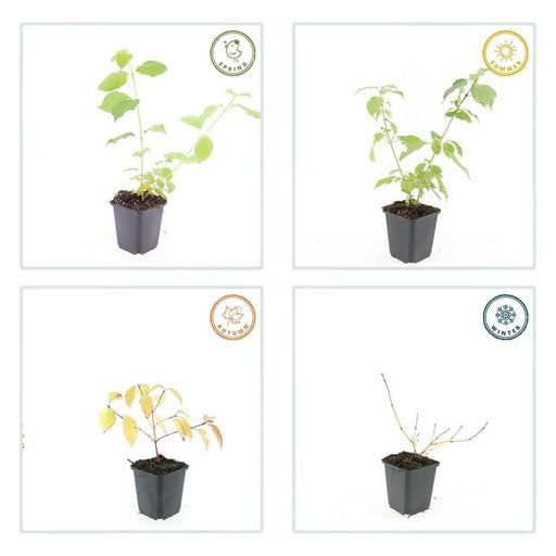 48X Cornus Sang. 'Anny's Winter Orange' - ↕10 - 25Cm - Ø9Cm - Bivakshop