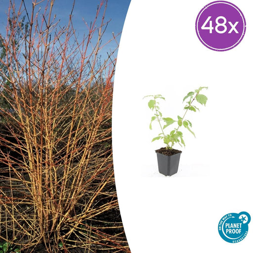 48X Cornus Sang. 'Anny's Winter Orange' - ↕10 - 25Cm - Ø9Cm - Bivakshop