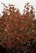 48X Cornus Sang. 'Anny's Winter Orange' - ↕10 - 25Cm - Ø9Cm - Bivakshop