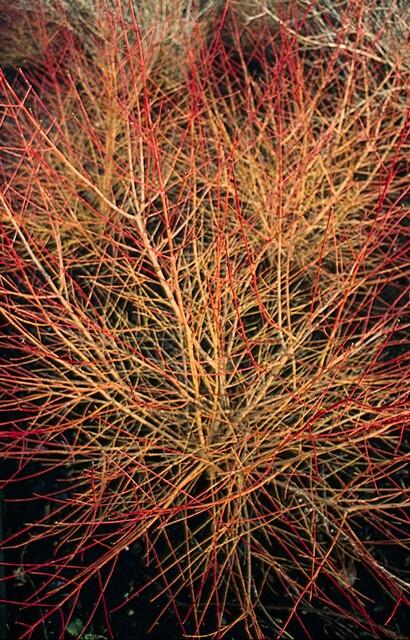 48X Cornus Sang. 'Anny's Winter Orange' - ↕10 - 25Cm - Ø9Cm - Bivakshop
