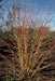 48X Cornus Sang. 'Anny's Winter Orange' - ↕10 - 25Cm - Ø9Cm - Bivakshop
