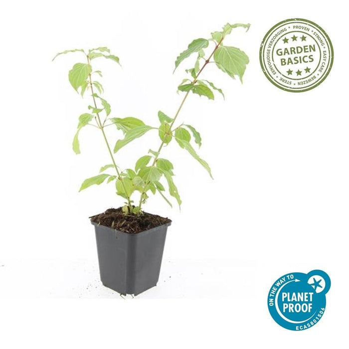 48X Cornus Sang. 'Anny's Winter Orange' - ↕10 - 25Cm - Ø9Cm - Bivakshop