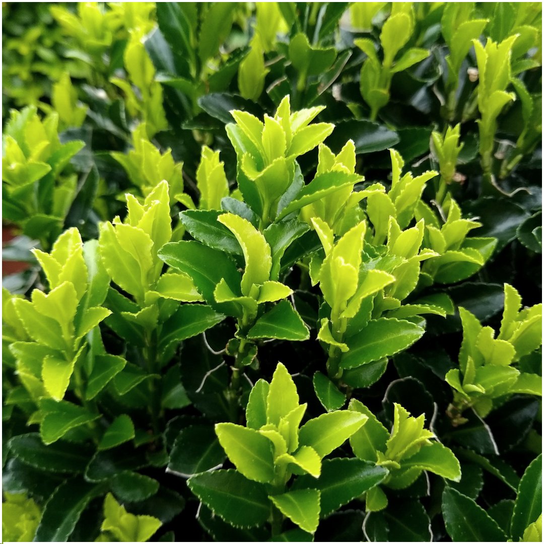 6 X Euonymus 'Green Spire' - 6 X Ø 7 Cm - ↨ 15 Cm - Bivakshop