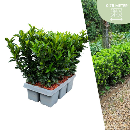 6 X Euonymus 'Green Spire' - 6 X Ø 7 Cm - ↨ 15 Cm - Bivakshop