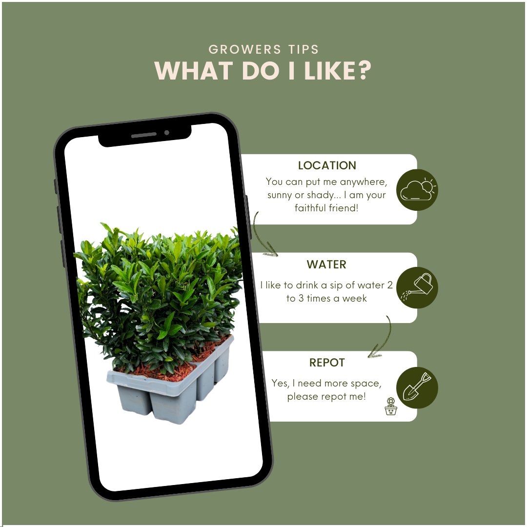 6 X Euonymus 'Green Spire' - 6 X Ø 7 Cm - ↨ 15 Cm - Bivakshop