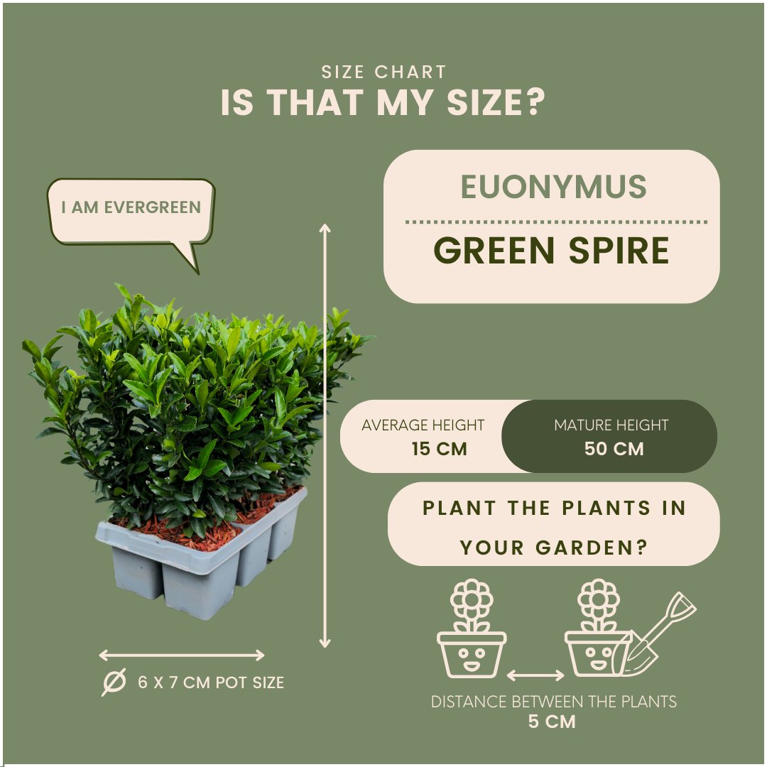 6 X Euonymus 'Green Spire' - 6 X Ø 7 Cm - ↨ 15 Cm - Bivakshop