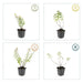 60x Hypericum 'Hidcote' - ↕10–25 cm - Ø9 cm - Rijkbloeiend & Winterhard - Bivakshop