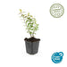 60x Hypericum 'Hidcote' - ↕10–25 cm - Ø9 cm - Rijkbloeiend & Winterhard - Bivakshop