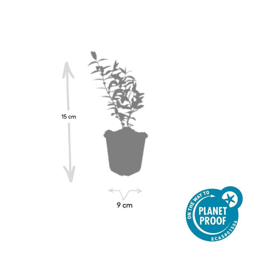60x Hypericum 'Hidcote' - ↕10–25 cm - Ø9 cm - Rijkbloeiend & Winterhard - Bivakshop