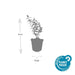 60x Hypericum 'Hidcote' - ↕10–25 cm - Ø9 cm - Rijkbloeiend & Winterhard - Bivakshop