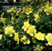 60x Hypericum 'Hidcote' - ↕10–25 cm - Ø9 cm - Rijkbloeiend & Winterhard - Bivakshop