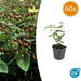 60x Hypericum Inodorum 'Rheingold' - ↕10–25 cm - Ø9 cm - Goudgeel & Winterhard - Bivakshop