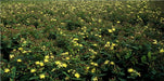 60x Hypericum Inodorum 'Rheingold' - ↕10–25 cm - Ø9 cm - Goudgeel & Winterhard - Bivakshop