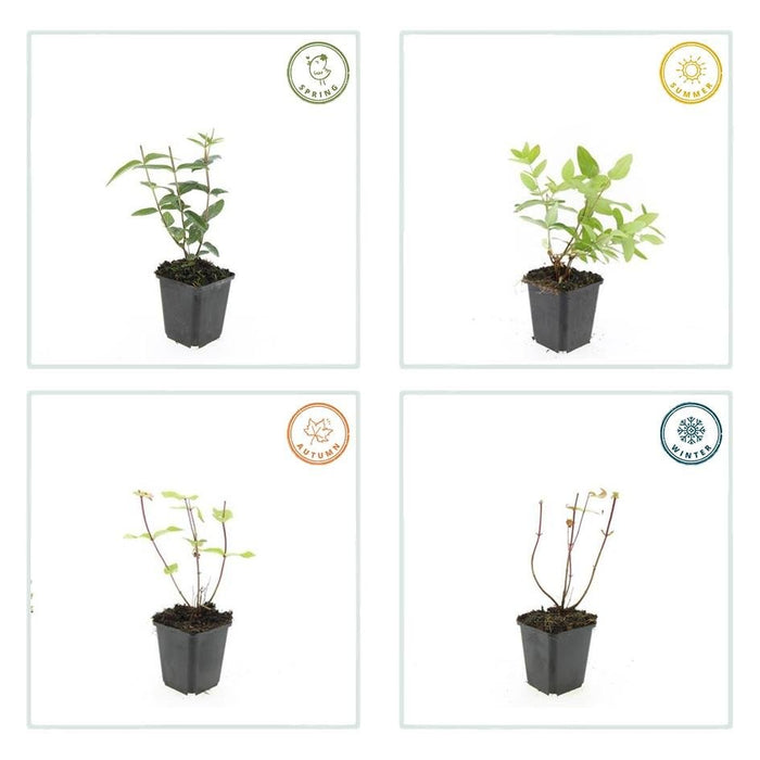 60x Hypericum Inodorum 'Rheingold' - ↕10–25 cm - Ø9 cm - Goudgeel & Winterhard - Bivakshop