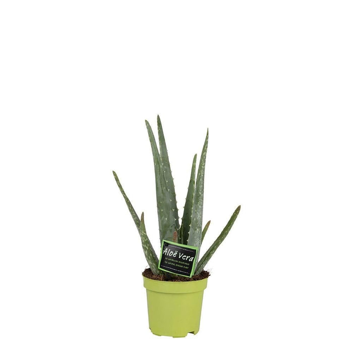 Aloë Vera - Luchtzuiverende Kamerplant - Ø 10,5 cm - 35 cm - Bivakshop
