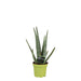 Aloë Vera - Luchtzuiverende Kamerplant - Ø 10,5 cm - 35 cm - Bivakshop