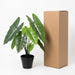 Artificial Alocasia Polly – Compacte Kunstplant – 40 cm – Onderhoudsvrij Groen - Bivakshop