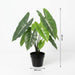 Artificial Alocasia Polly – Compacte Kunstplant – 40 cm – Onderhoudsvrij Groen - Bivakshop
