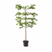 Artificial Bucida XXL – Luxe Kunstplant – 200 cm – Onderhoudsvrij & Elegant - Bivakshop