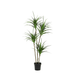 Artificial Dracaena – Luxe Kunstplant – 165 cm – Onderhoudsvrij & Modern - Bivakshop