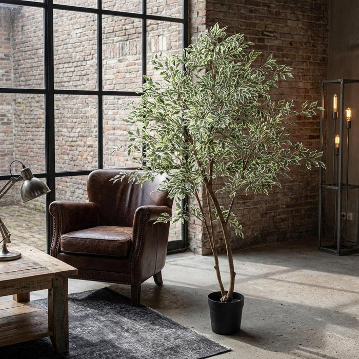 Artificial Ficus Benjamina Variegata – Luxe Kunstplant – 185 cm – Onderhoudsvrij & Elegant - Bivakshop