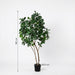 Artificial Ficus Lyrata Boom – Luxe Kunstplant – 180 cm – Onderhoudsvrij & Tropisch - Bivakshop