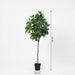 Artificial Magnolia XXL – Realistische Kunstplant – 190 cm – Onderhoudsvrij & Elegant - Bivakshop