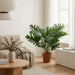 Artificial Philodendron Selloum – Tropische Kunstplant – 70 cm – Onderhoudsvrij - Bivakshop
