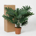 Artificial Philodendron Selloum – Tropische Kunstplant – 70 cm – Onderhoudsvrij - Bivakshop
