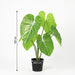 Artificial Philodendron – Tropische Kunstplant – 100 cm – Onderhoudsvrij & Groen - Bivakshop