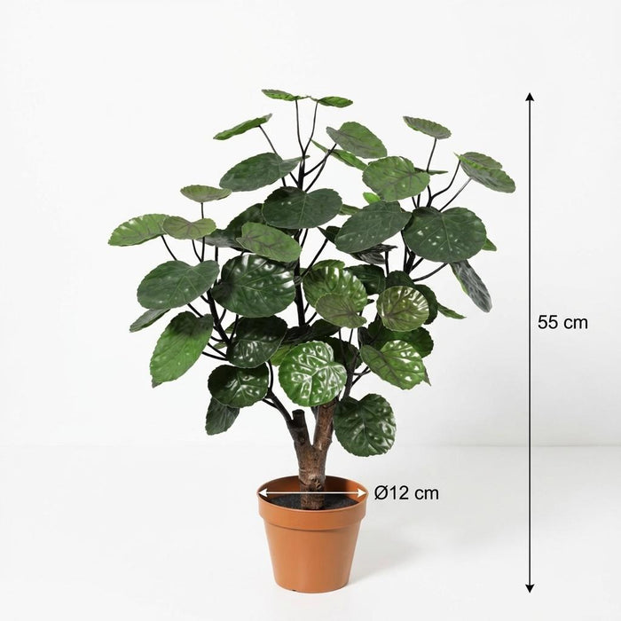 Artificial Polyscias Fabian – Compacte Kunstplant – 55 cm – Onderhoudsvrij Groen - Bivakshop