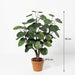 Artificial Polyscias Fabian – Compacte Kunstplant – 55 cm – Onderhoudsvrij Groen - Bivakshop