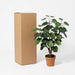 Artificial Polyscias Fabian – Compacte Kunstplant – 55 cm – Onderhoudsvrij Groen - Bivakshop