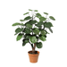 Artificial Polyscias Fabian – Compacte Kunstplant – 55 cm – Onderhoudsvrij Groen - Bivakshop